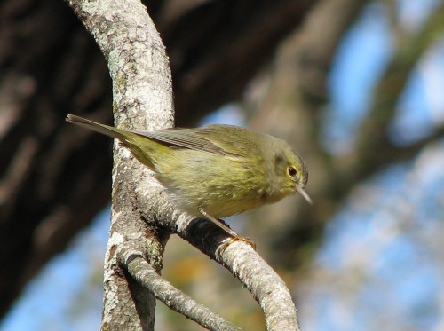 listen to Orange-crowned Warbler