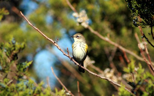 listen to Yellow-rumped Warbler, Grand Teton National Park