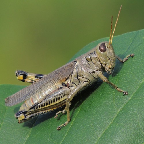 listen to Grasshopper in Olympic National Park (2408)