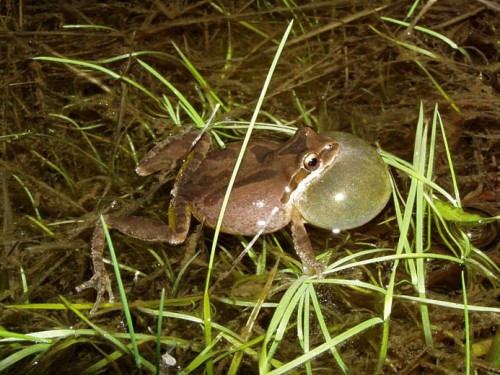 listen to Pacific Treefrogs in Markworth State Forest (Washington) (extended)