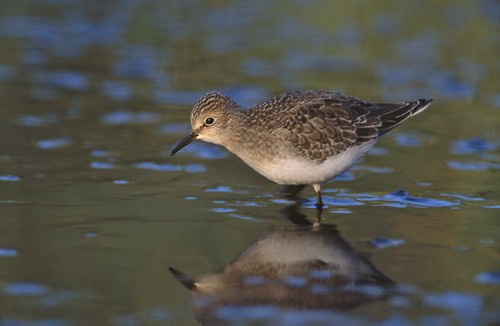 listen to Temminck's Stint