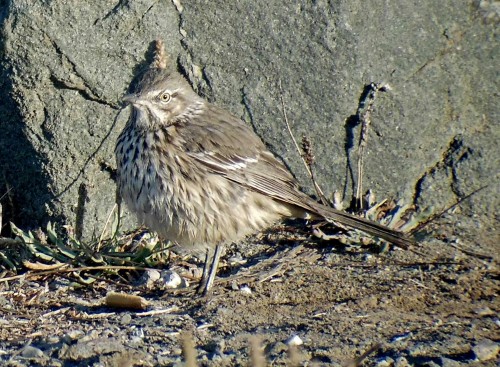 listen to Rush Valley (Utah) birdsong (0001488)