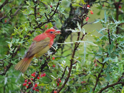 listen to Summer Tanager