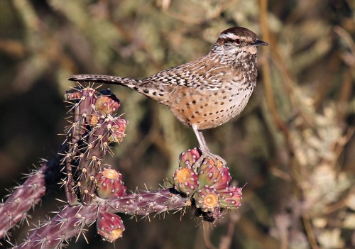 listen to Cactus Wren