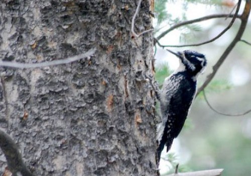 listen to American Three Toed Woodpecker