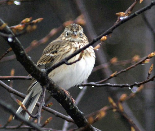 listen to Vesper Sparrow