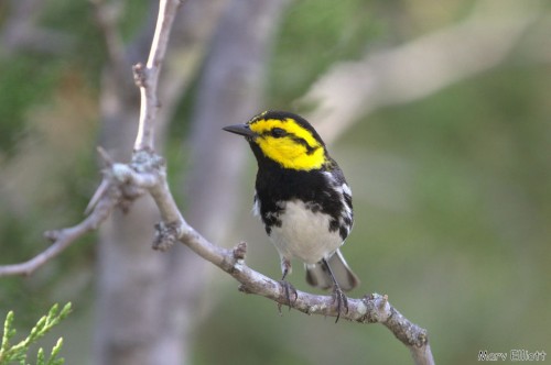 listen to Golden-cheeked Warbler