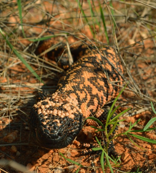 listen to Gila Monster