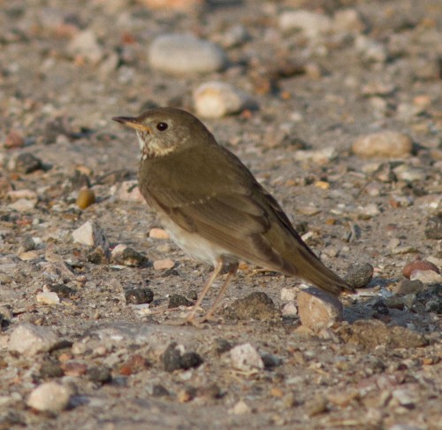 listen to Gray-cheeked Thrush