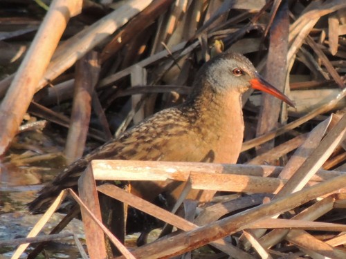 listen to Virginia Rail, Mallard, American Wigeon