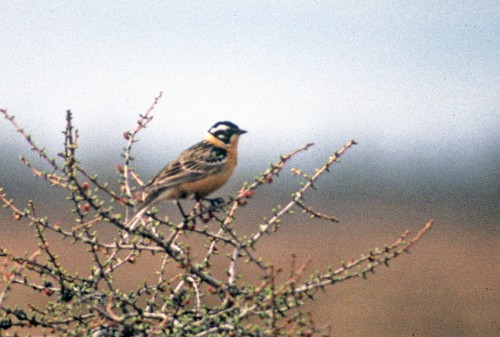 listen to Smith's Longspur