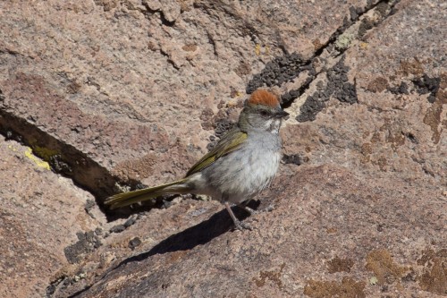 listen to Nebo Loop Scenic Byway (Utah) birdsong (0001406)