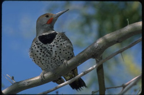 listen to Northern Flicker