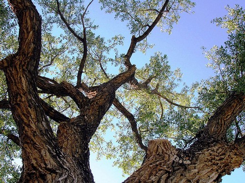 listen to Wind in the cottonwoood trees in Dupuyer, Montana