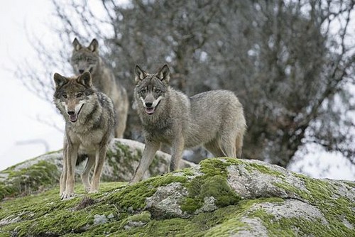 listen to Gray Wolves, 8-Mile Pack, Yellowstone National Park