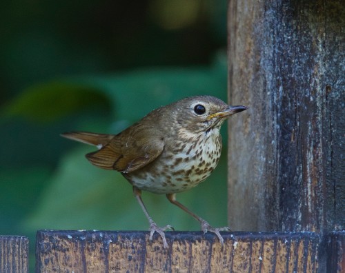listen to Swainson's Thrush