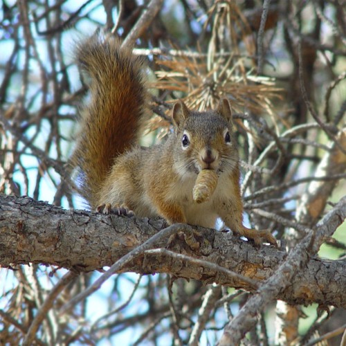 listen to Red Squirrel