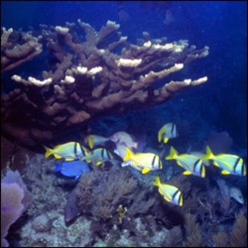 listen to Voices of Science: Coral Bleaching in the Pacific