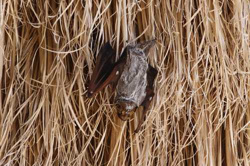 listen to Hoary Bat