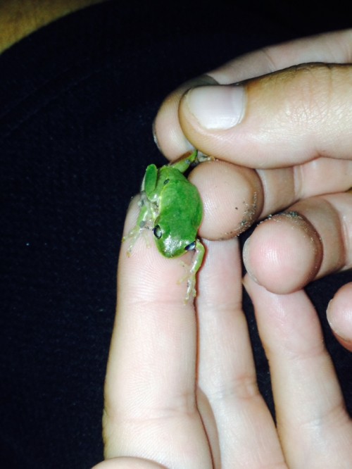 listen to Squirrel Tree Frog