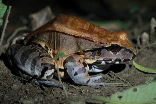 listen to Smoky Jungle Frog