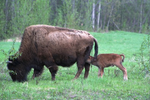 listen to Bison sounds during the rutting season 2