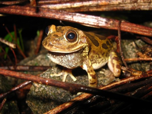 listen to Lowland Burrowing Treefrog, Northern Casque-headed Frog