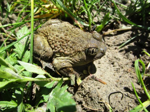 listen to Great Basin Spadefoot Toad