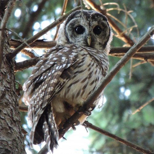 listen to Barred owl at Swans Mill Pond