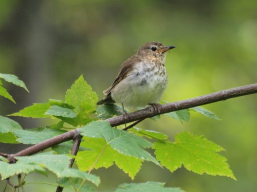 listen to Bozeman 9/6/22_1