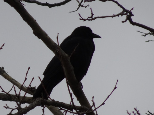 listen to Thousands of crows at the Uninversity of Washington Bothell