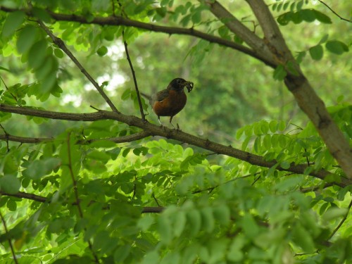 listen to American Robins feeding interrupted by hawk flyover