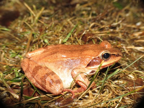 listen to Wood Frog