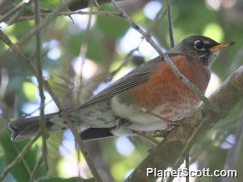 listen to Robin song at the American Prairie Reserve (170604)
