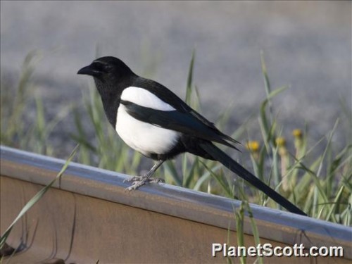 listen to Black-billed Magpie near Choteau