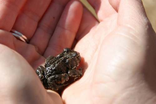 listen to Amargosa Toad, Chorus Frog