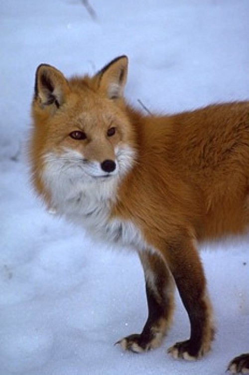 listen to A red fox calls in the Pando Forest