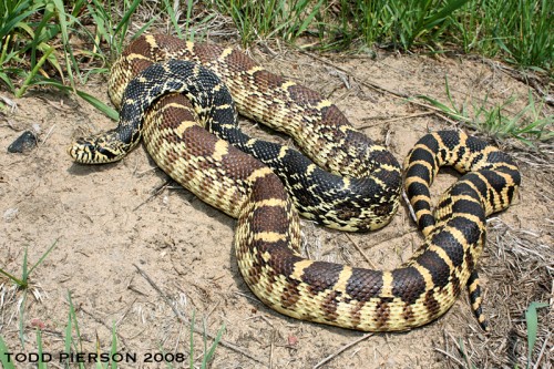 listen to Gopher Snake