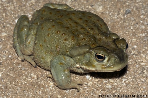 listen to Sonoran Desert Toad