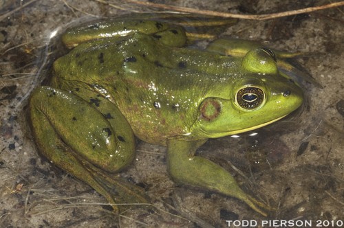 listen to Pig Frog