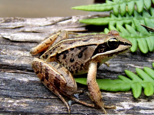 listen to Wood Frog