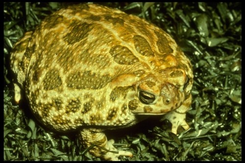 listen to Great plains toad release calls