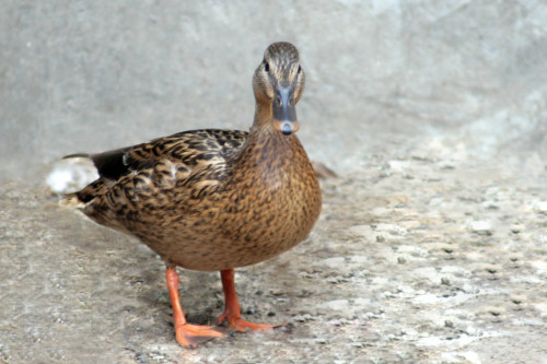 listen to Mallard quacking and flying at Swans Mill Pond