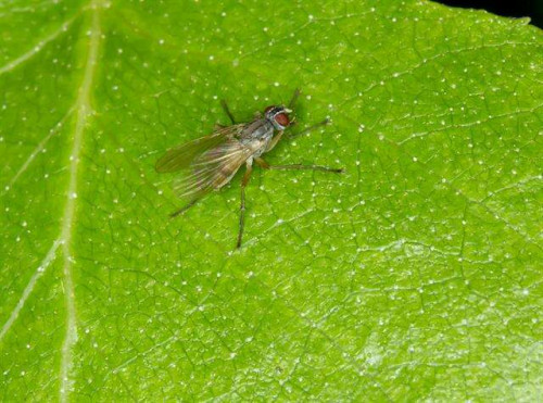 listen to Flies buzz near Copper Lake