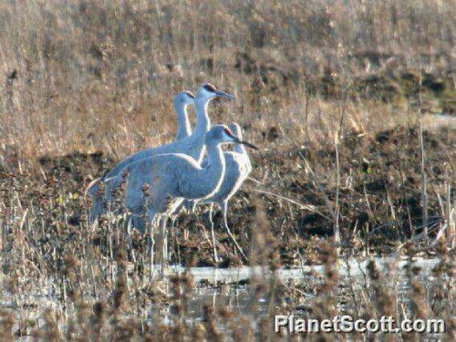 listen to Sandhill cranes at Rowe Sanctuary evening (extended) 2