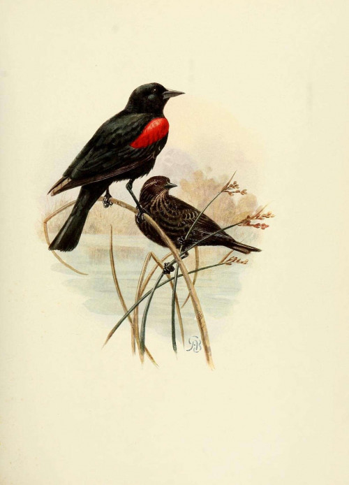 listen to Red-winged blackbirds at Rowe Sanctuary