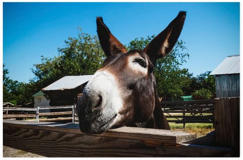 listen to Horses and mules at the Bowman Trailhead in Oregon