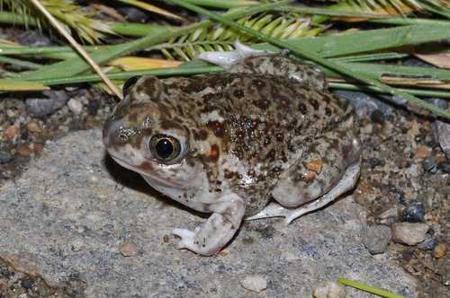 listen to Plains Spadefoot Toads and Boreal Chorus Frogs Yellowstone National Park
