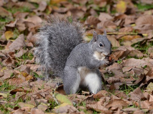listen to Western Gray Squirrel, male