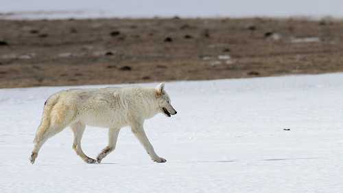 listen to Gray Wolves, 8-Mile Pack, Yellowstone National Park (2494)